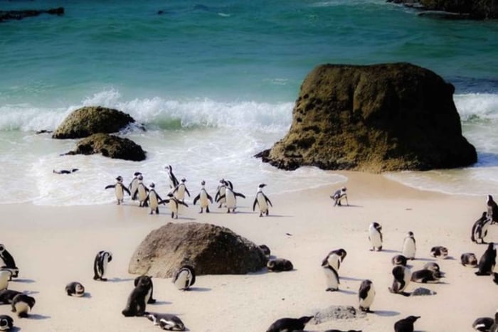 Cape Agulhas Tour with Lighthouse & Penguins