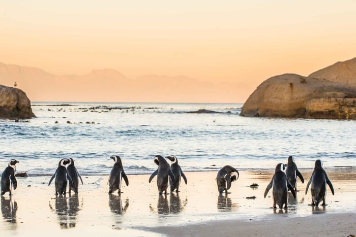Tour di mezza giornata della Penisola del Capo e della Spiaggia dei Pinguini da Città del Capo