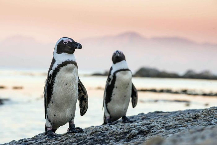 Cape Point, Boulders Beach, and Simon's Town Tour