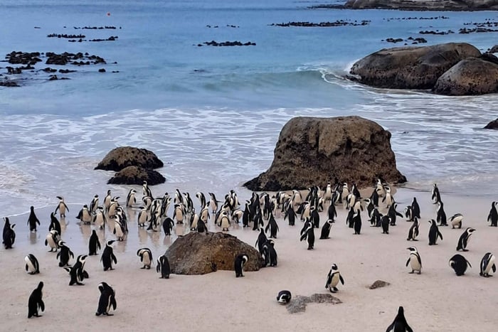 Cape Point, Winelands, and Signal Hill Experience