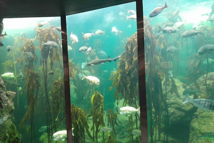 ケープタウン：水族館、アヒルツアー、植物園の日