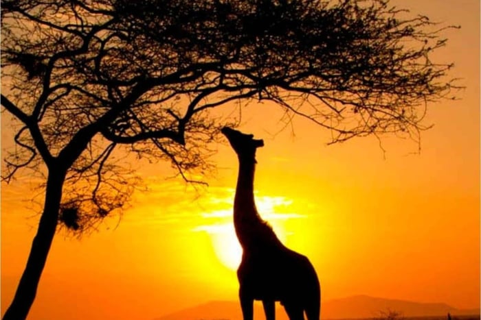 Le Cap : safari au coucher du soleil dans la réserve Aquila avec collations