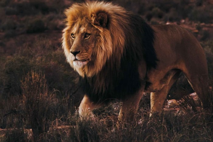 Kaapstad: Aquila Reserve Safari met lunch en bezoek aan een wijnmakerij