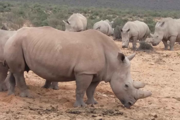 Cape Town Aquilla big sunset safari With transport & food