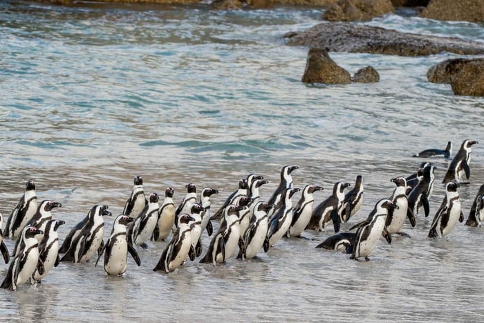 Cape Town: Boulders Penguin Colony Prebooked Entry Ticket