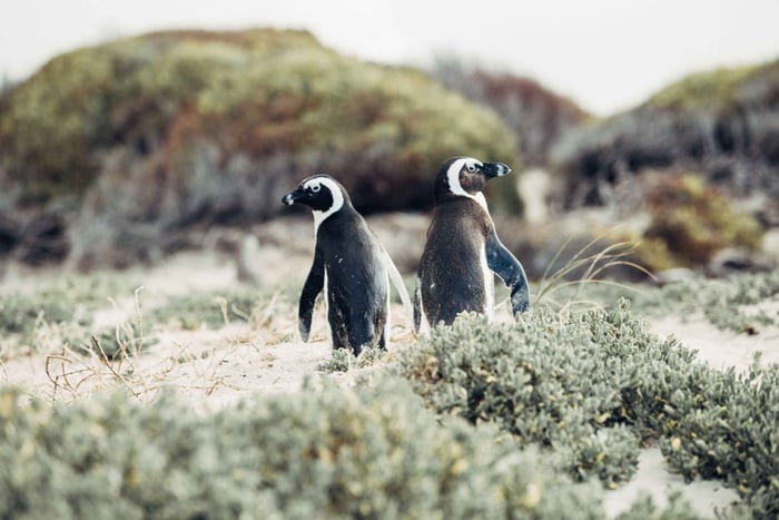 Ciudad del Cabo: tour de día completo a Cape Point y la colonia de pingüinos
