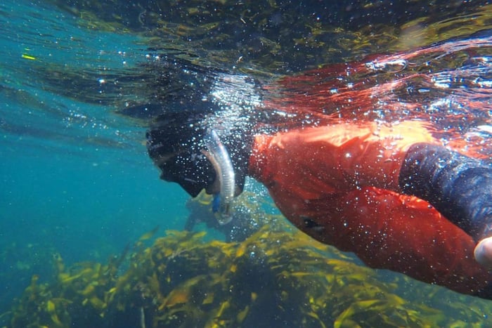 Le Cap : plongée en apnée guidée dans la Great African Sea Forest