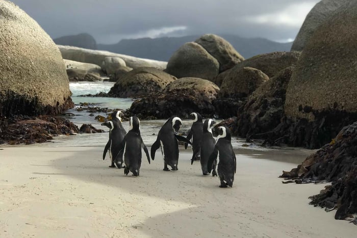 Cape Town: Half-Day Boulders Beach & Penguin Encounter Tour