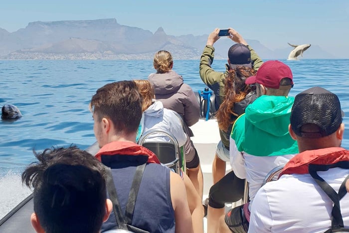 Ciudad del Cabo: Safari Marino a los 5 Grandes del Océano desde V&A Waterfront