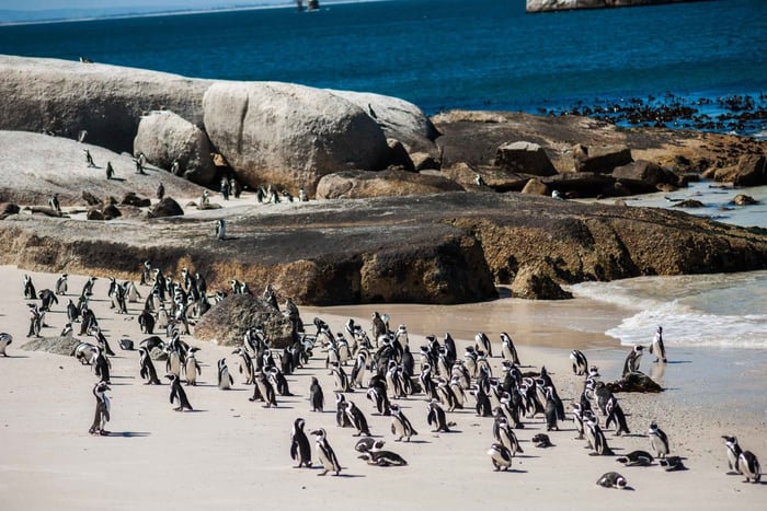Ciudad del Cabo: Excursión de medio día para observar pingüinos en Boulders Beach