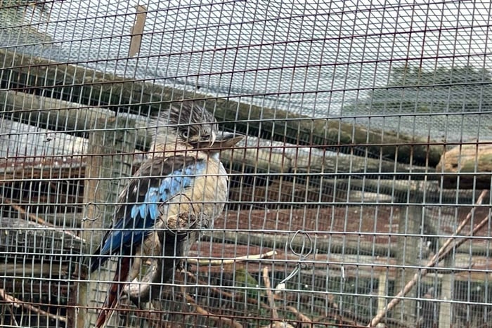 Cape Town Private World of Birds Tour with over 3000 Birds.