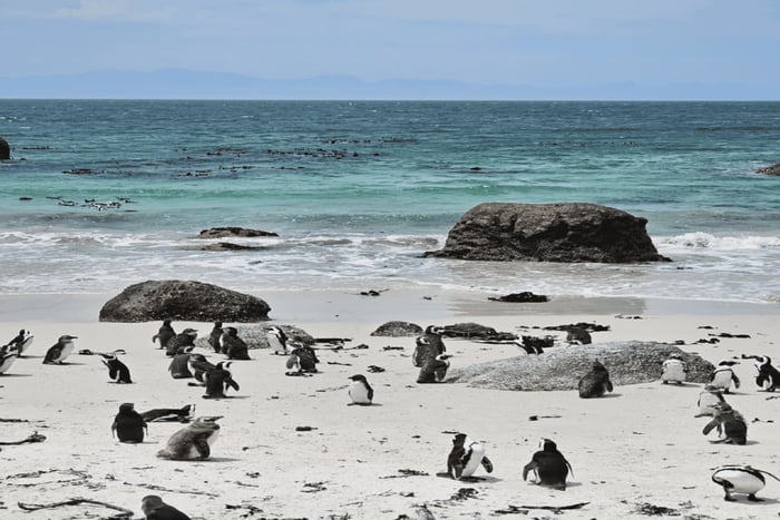 Cape Town Table Mountain Penguins & Cape Point