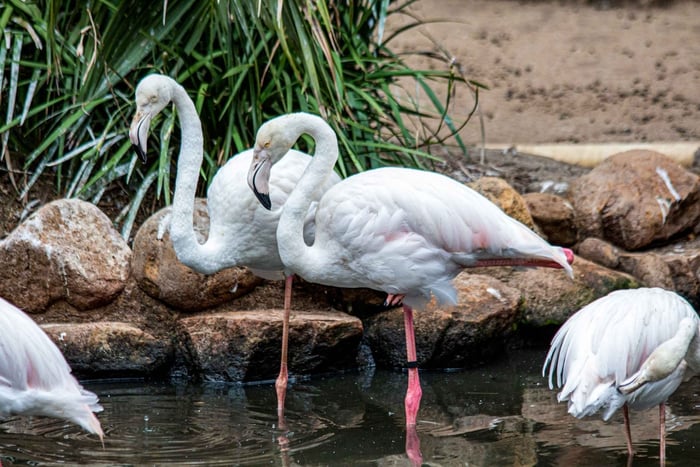 Ciudad del Cabo: Mundo de las Aves y Santuario de Animales