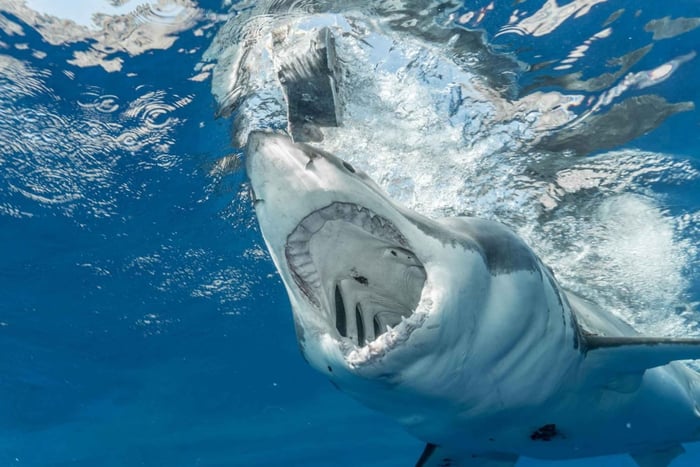 Emocionante experiencia de buceo en jaula con tiburones en Ciudad del Cabo