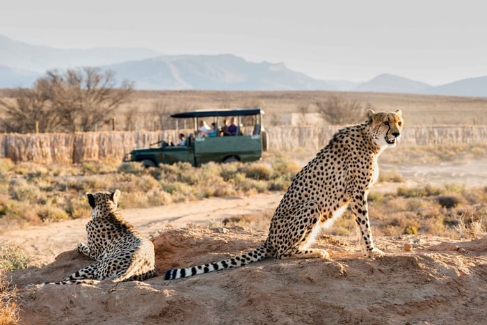 Kapkaupungista: 3 päivän Garden Route Safari ja rannikkoretki