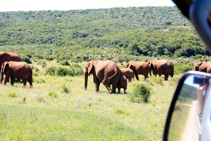 Au départ du Cap : 5 jours pour découvrir le meilleur de la Garden Route et safari à Addo