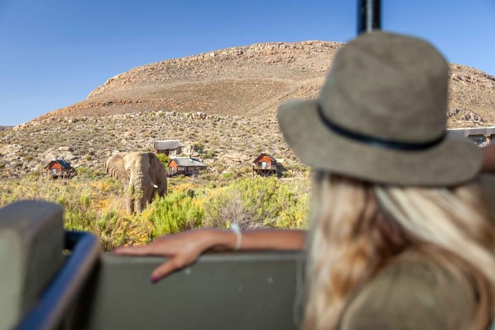 Desde Ciudad del Cabo: Safari al atardecer para ver a los cinco grandes, transporte incluido.