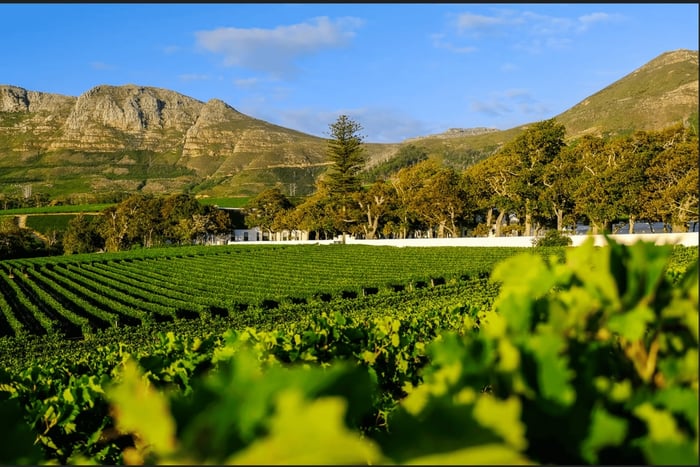 From Cape Town - Boschendal Wine and Chocolate Tasting Tour