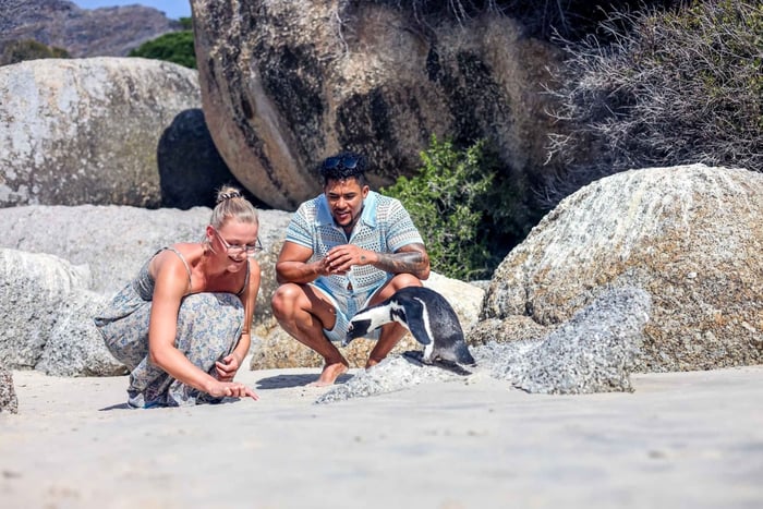 Da Città del Capo: Tour di mezza giornata della spiaggia di Boulders e dei pinguini
