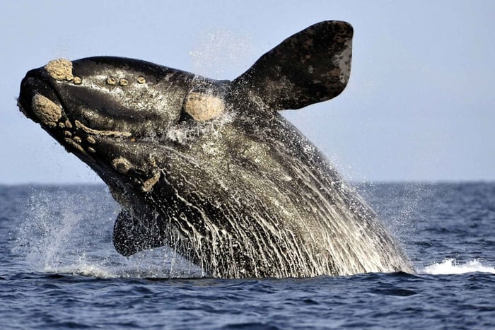 Desde Ciudad del Cabo: Excursión en barco para avistar ballenas en Hermanus