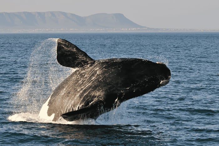 Från Kapstaden: Hermanus Whale Watching dagsutflykt