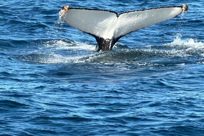 Vanuit Kaapstad: excursie walvisspotten & pinguïns in Hermanus