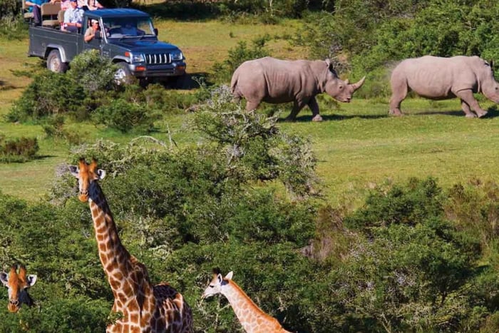 Desde Ciudad del Cabo: Safari de 2 días por el Parque Nacional Kruger