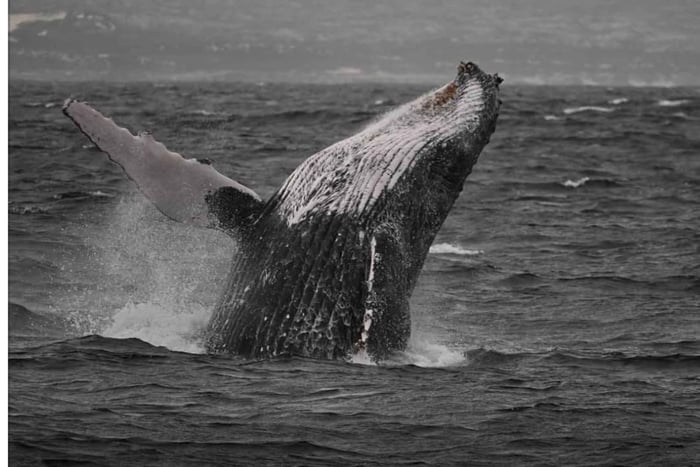 Desde Ciudad del Cabo: tour por la Costa de las Ballenas con cata de vino y paseo en barco