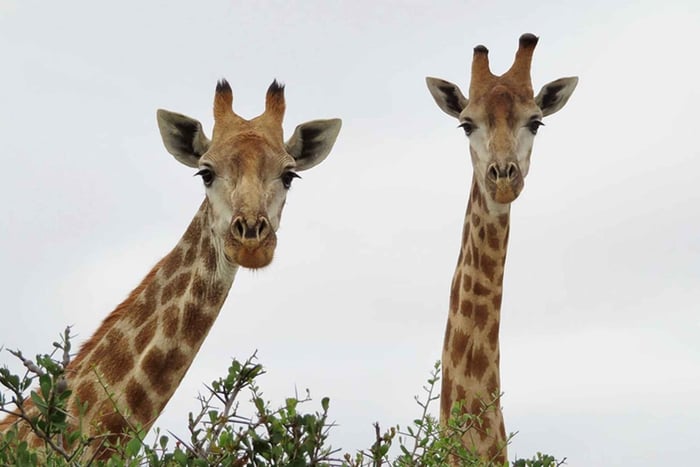 Da Cidade do Cabo: Safari pela vida selvagem, degustação de azeitonas, cerveja e vinho