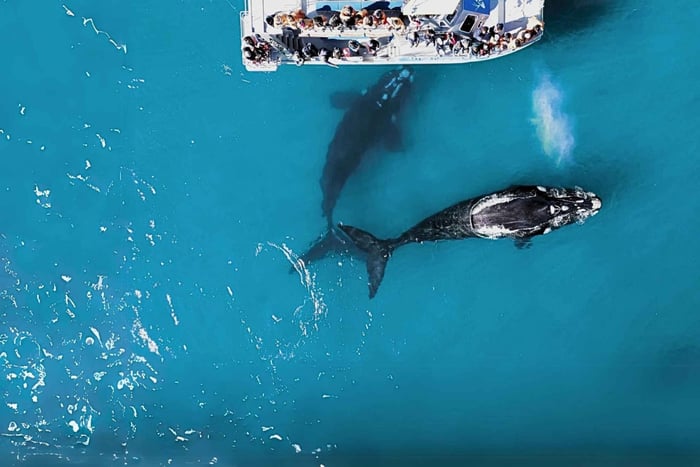 Gansbaai: Gansbana: Marine Big 5 Boat tour