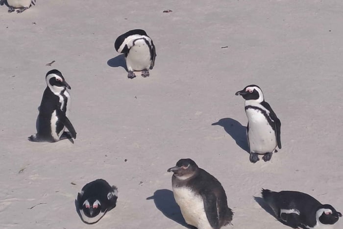 Halvdagstur med vinsmaking i Penguins Colony og Constantia