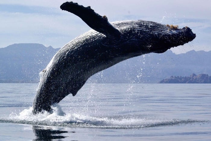 Whale-Watching-Bootstour in Hermanus und Weinprobe
