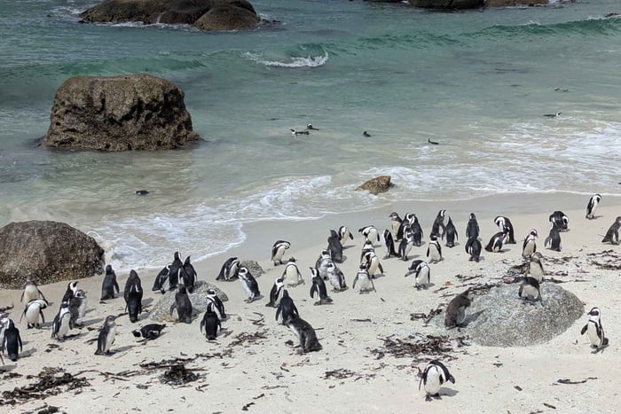 Hermanus Whale Watching & Cape Agulhas Day Tour