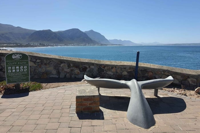 Kapstadt: Walbeobachtung in Hermanus mit einem gemeinsamen Boot & Pinguine