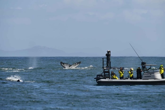 Ciudad del Cabo: Expedición en barco para avistar ballenas jorobadas