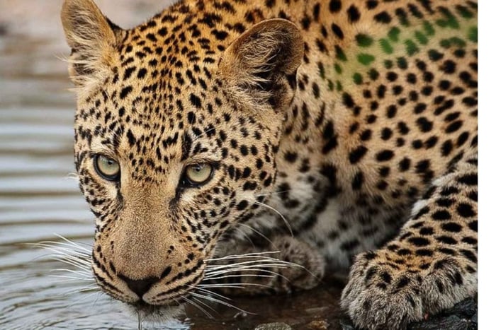 Inverdoorn: safari de 3 días con los «cinco grandes» y carrera de guepardos