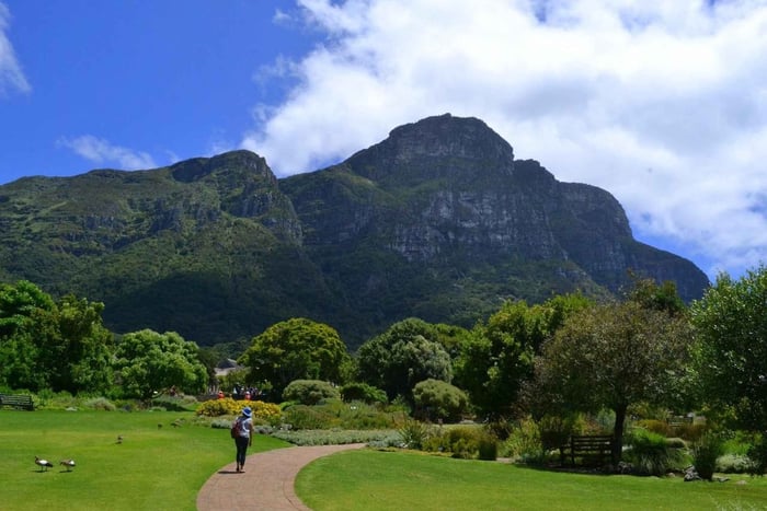 Kapsztad: wycieczka do Kirstenbosch i Constantii z degustacją win