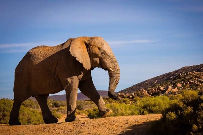 Ciudad del Cabo: safari privado al atardecer con los «Big Five» y refrigerios para la comunidad LGBTQ