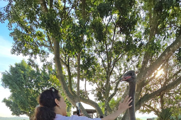 Ostrich Ranch Safari with Hotel Transfer