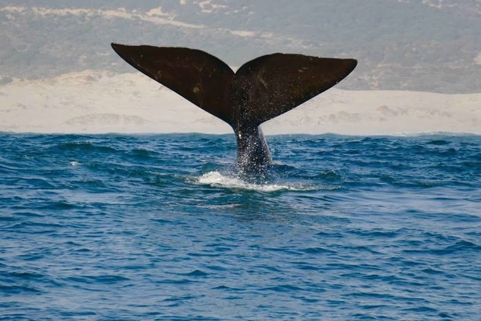 Port Elizabeth: 5-Days Garden Route Tour to Cape Town