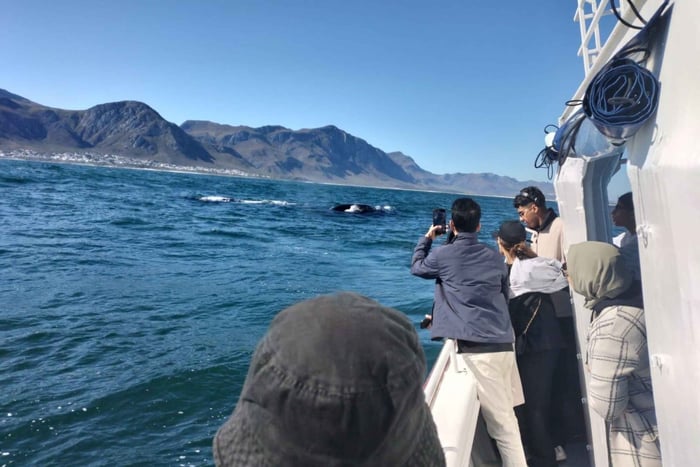 Excursion privée d'observation de baleines à Hermanus : bateau et route côtière