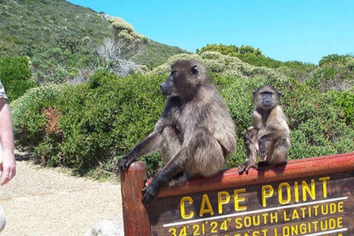 Tour privado: Montaña de la Mesa, Colonia de Pingüinos y Cabo Bueno