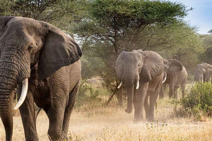SAFARI- Cape Town Aquila Big 5 & Lunch (Hotel Pickup incl.)
