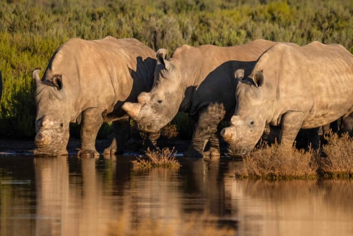 Kapkaupunki: safarikierros, aamiainen ja viiniparit