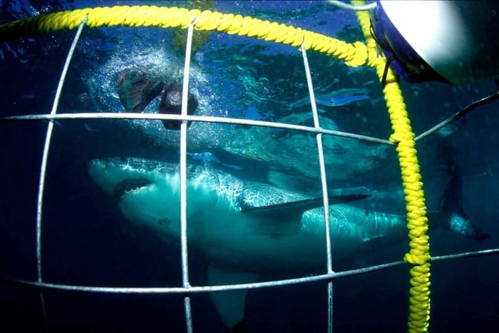 Shark Cage Diving Tour (with Breakfast & Lunch)