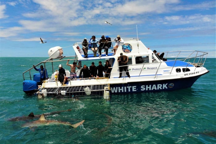 Shark Cage Diving with transport from Cape Town