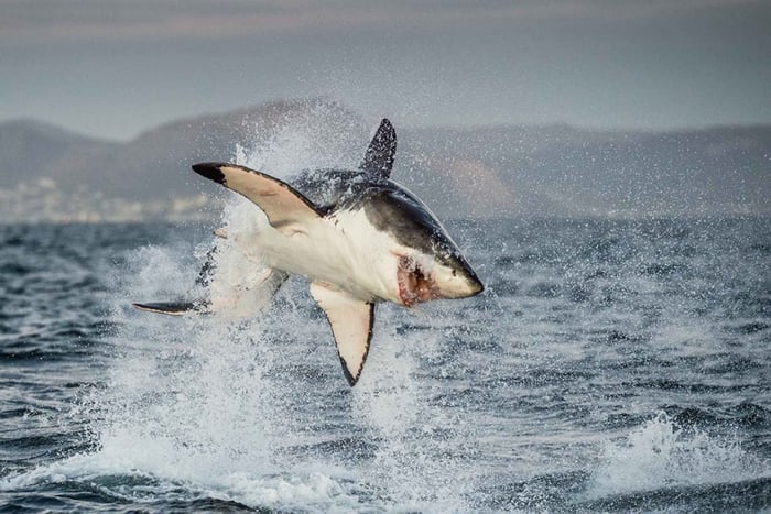 Le Cap : expérience de plongée avec les requins