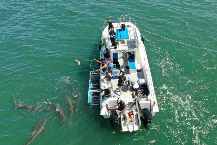 Simon's Town: Halbtägiges Haikäfigtauchen