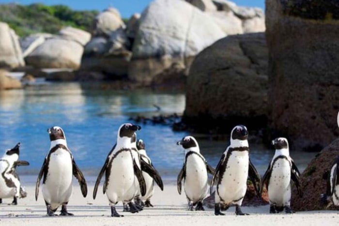Liten grupp: Afrikanska pingviner,Boulders strand-Halvdagsutflykt.