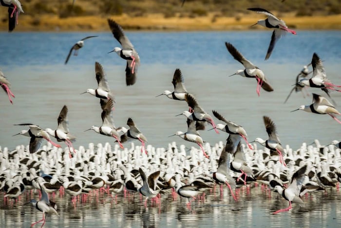 Città del Capo: tour di birdwatching sulla West Coast con guida locale